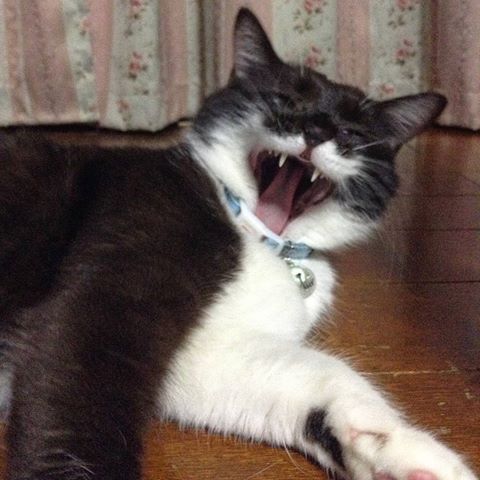 ガルちゃん猫カフェ21号店 開店しました♪ (初めての方も大歓迎！)