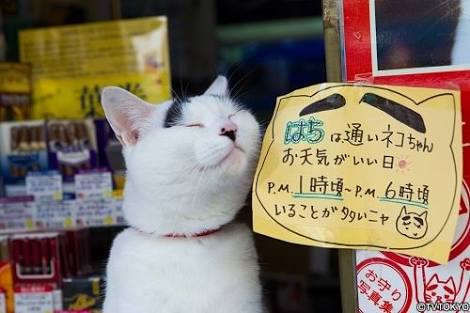 ガルちゃん猫カフェ21号店 開店しました♪ (初めての方も大歓迎！)