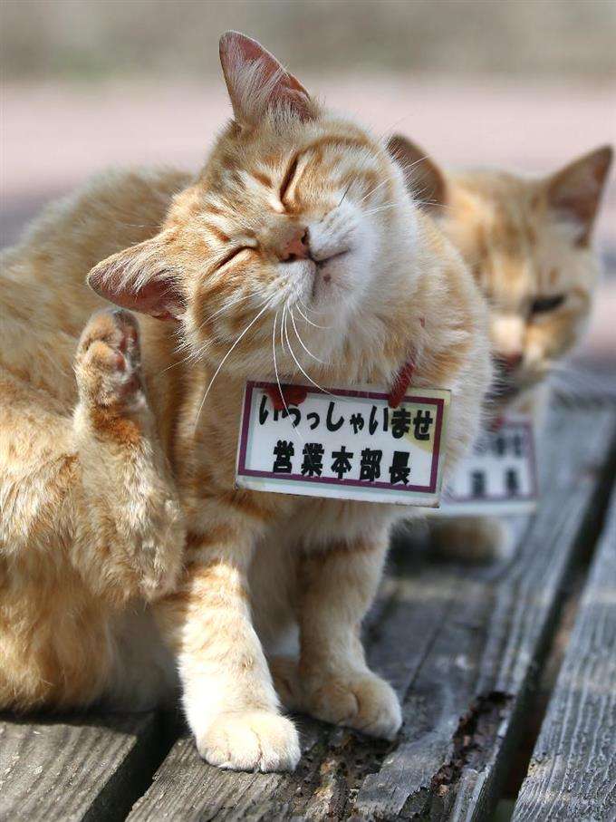 ガルちゃん猫カフェ21号店 開店しました♪ (初めての方も大歓迎！)