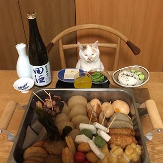 ガルちゃん猫カフェ21号店 開店しました♪ (初めての方も大歓迎!)