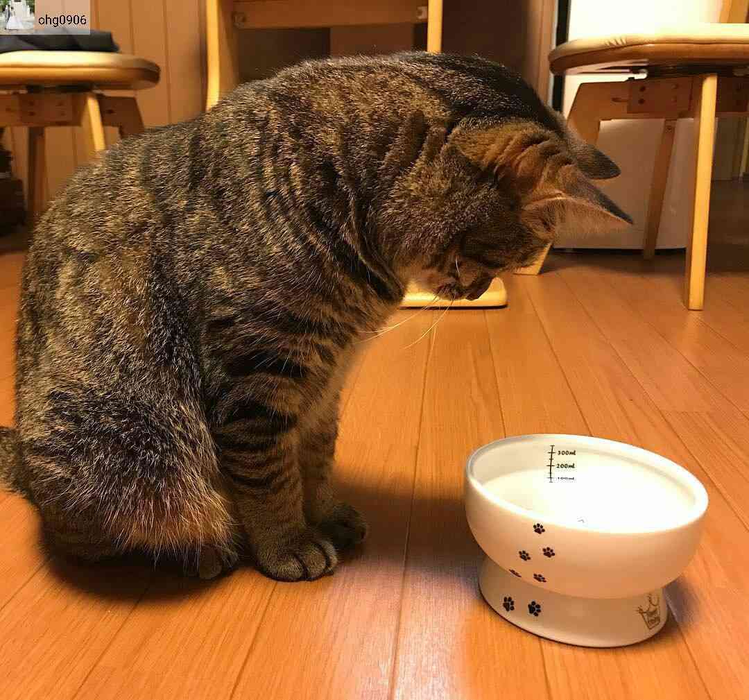 ガルちゃん猫カフェ21号店 開店しました♪ (初めての方も大歓迎！)