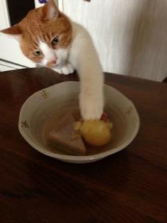 ガルちゃん猫カフェ21号店 開店しました♪ (初めての方も大歓迎！)