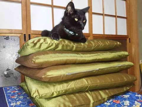 ガルちゃん猫カフェ21号店 開店しました♪ (初めての方も大歓迎!)