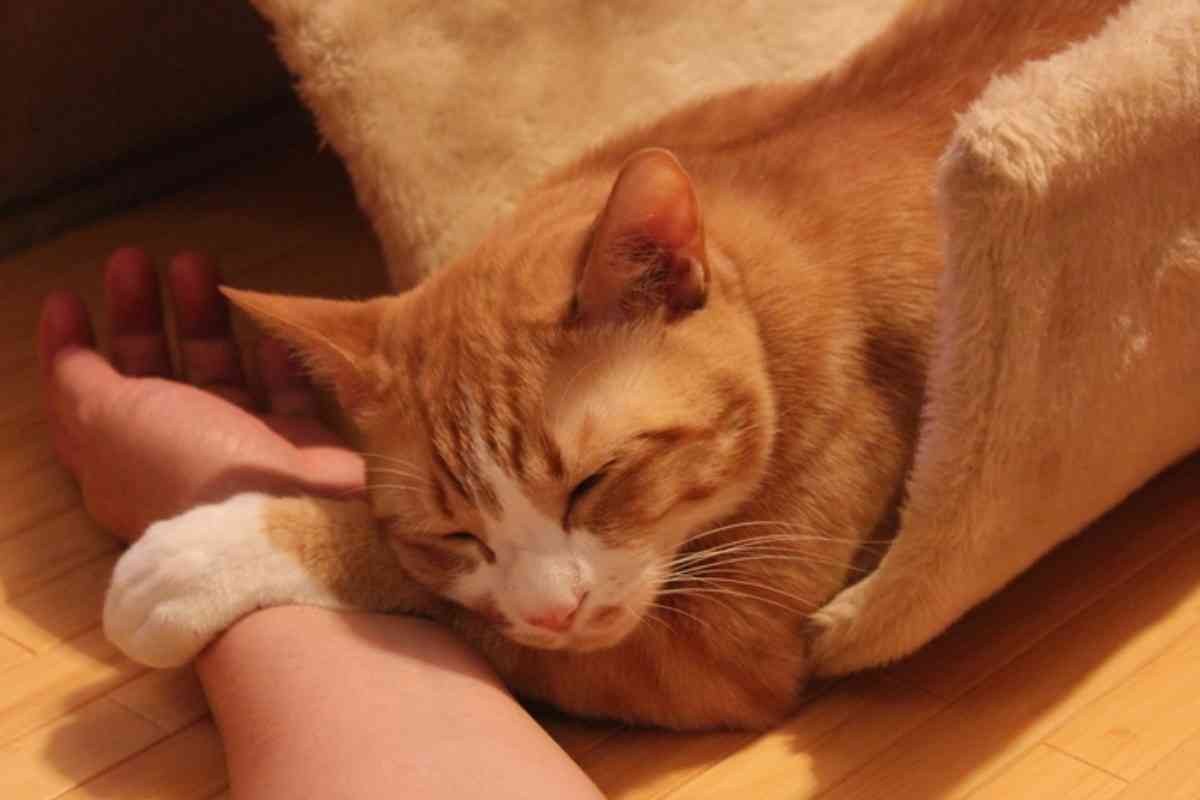 ガルちゃん猫カフェ21号店 開店しました♪ (初めての方も大歓迎！)