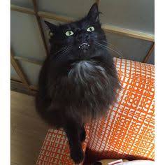 ガルちゃん猫カフェ21号店 開店しました♪ (初めての方も大歓迎！)
