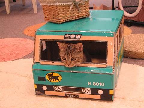 ガルちゃん猫カフェ21号店 開店しました♪ (初めての方も大歓迎!)