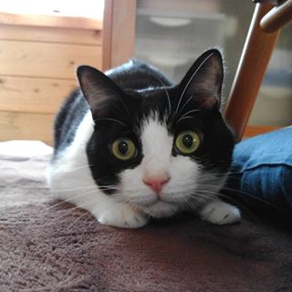 ガルちゃん猫カフェ21号店 開店しました♪ (初めての方も大歓迎！)