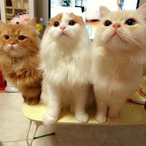 ガルちゃん猫カフェ21号店 開店しました♪ (初めての方も大歓迎！)