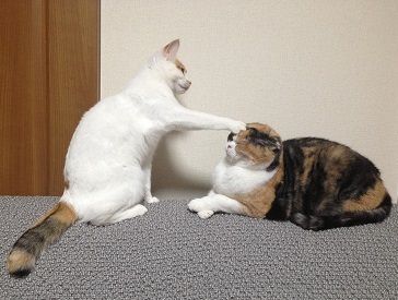 ガルちゃん猫カフェ21号店 開店しました♪ (初めての方も大歓迎！)