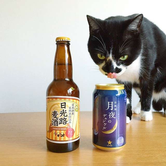 ガルちゃん猫カフェ21号店 開店しました♪ (初めての方も大歓迎!)