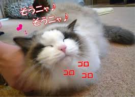 ガルちゃん猫カフェ21号店 開店しました♪ (初めての方も大歓迎！)