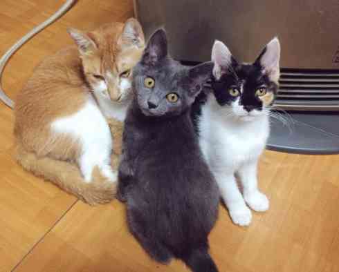ガルちゃん猫カフェ21号店 開店しました♪ (初めての方も大歓迎!)