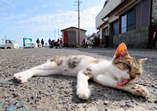 ガルちゃん猫カフェ21号店 開店しました♪ (初めての方も大歓迎！)