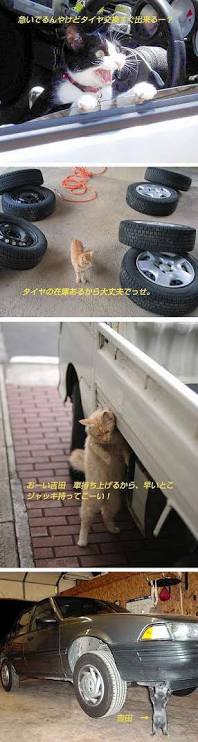 ガルちゃん猫カフェ21号店 開店しました♪ (初めての方も大歓迎！)