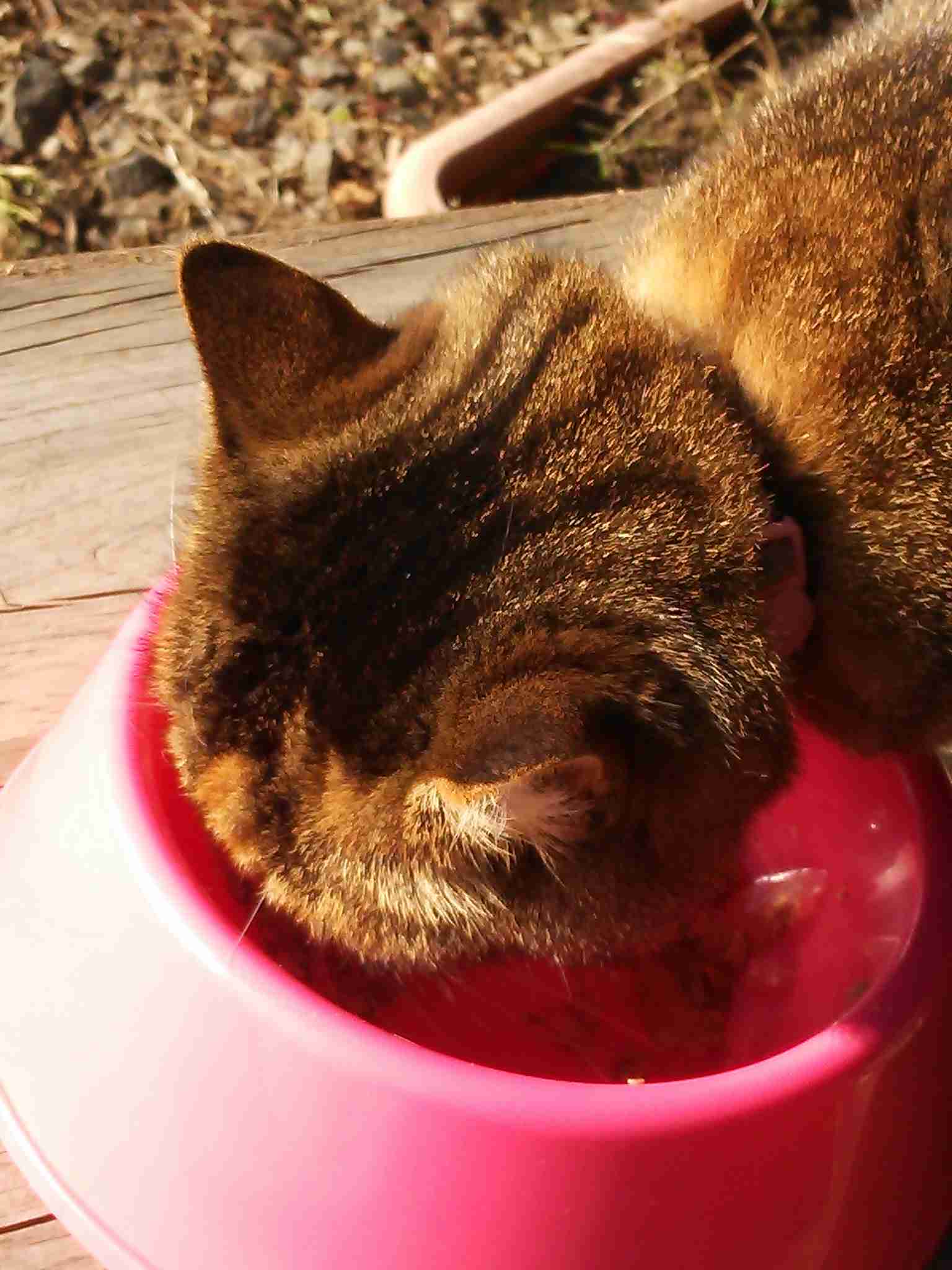 ガルちゃん猫カフェ21号店 開店しました♪ (初めての方も大歓迎!)