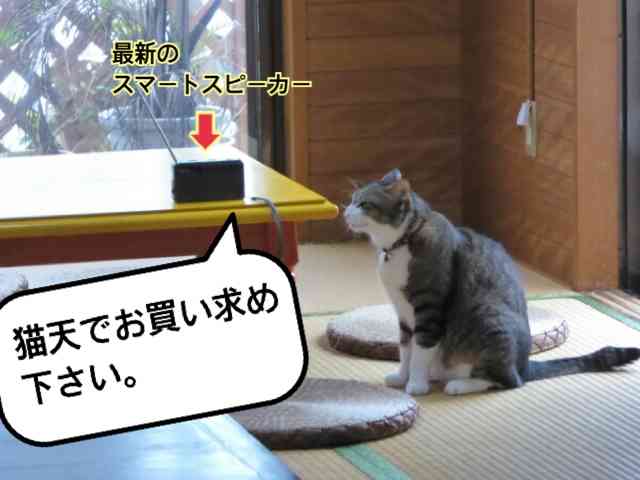 ガルちゃん猫カフェ21号店 開店しました♪ (初めての方も大歓迎！)