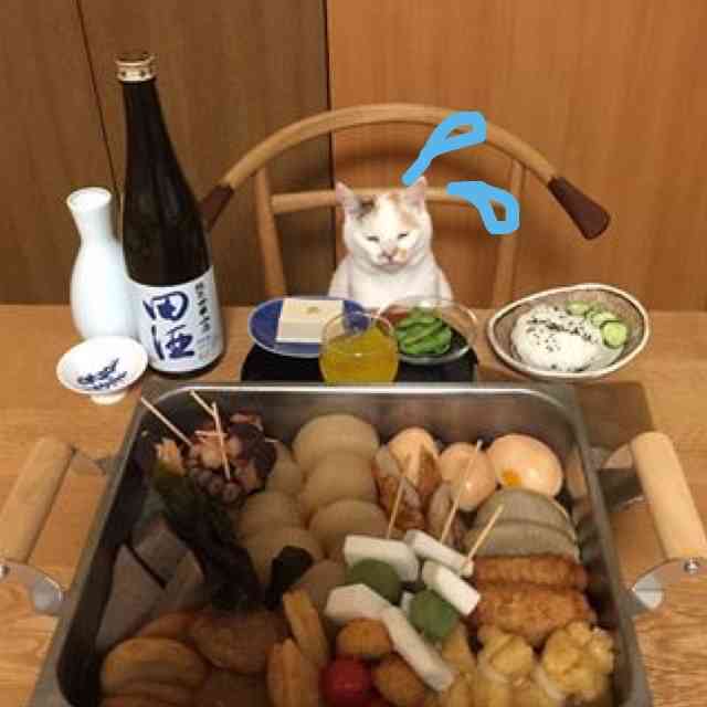 ガルちゃん猫カフェ21号店 開店しました♪ (初めての方も大歓迎!)