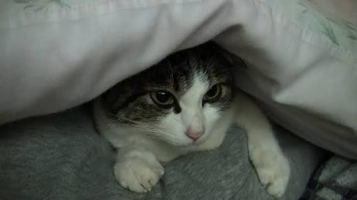 ガルちゃん猫カフェ21号店 開店しました♪ (初めての方も大歓迎！)