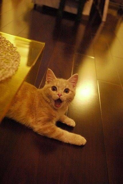 ガルちゃん猫カフェ21号店 開店しました♪ (初めての方も大歓迎！)
