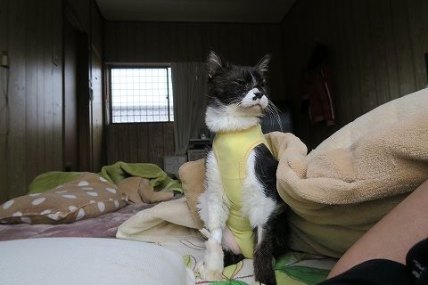ガルちゃん猫カフェ21号店 開店しました♪ (初めての方も大歓迎！)