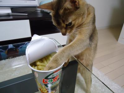 ガルちゃん猫カフェ21号店 開店しました♪ (初めての方も大歓迎！)