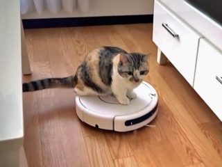 ガルちゃん猫カフェ21号店 開店しました♪ (初めての方も大歓迎！)