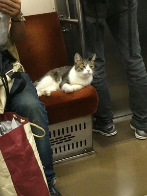 ガルちゃん猫カフェ21号店 開店しました♪ (初めての方も大歓迎!)