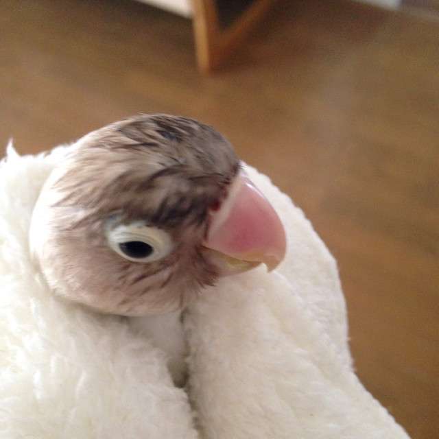 犬派？猫派？鳥派？