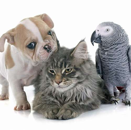 犬派？猫派？鳥派？