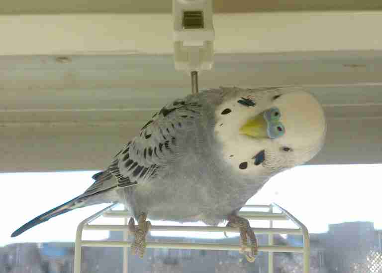 犬派？猫派？鳥派？