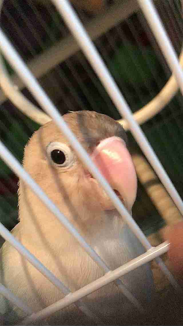 犬派？猫派？鳥派？