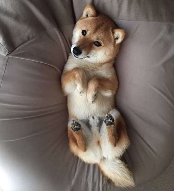 犬派？猫派？鳥派？