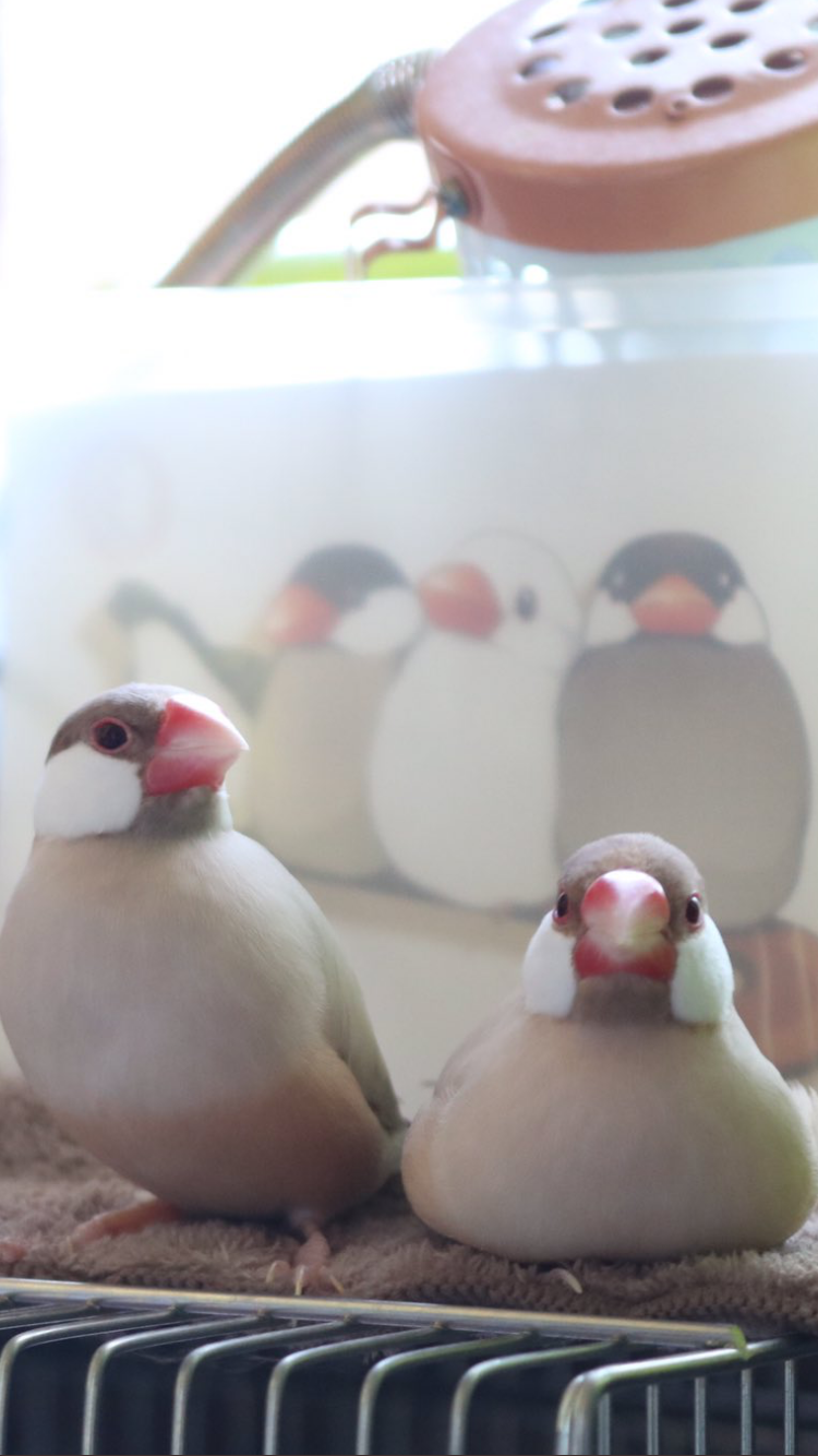 犬派？猫派？鳥派？