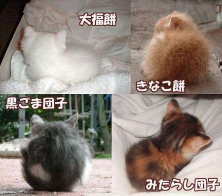 犬派？猫派？鳥派？