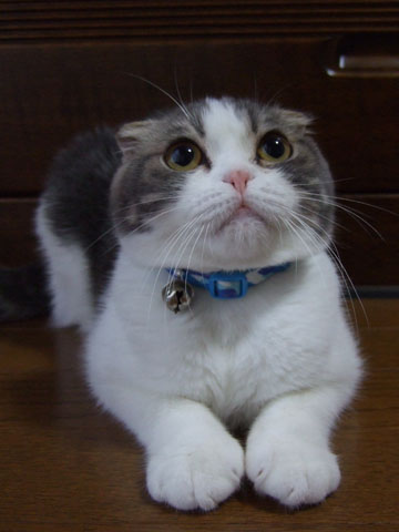 犬派？猫派？鳥派？