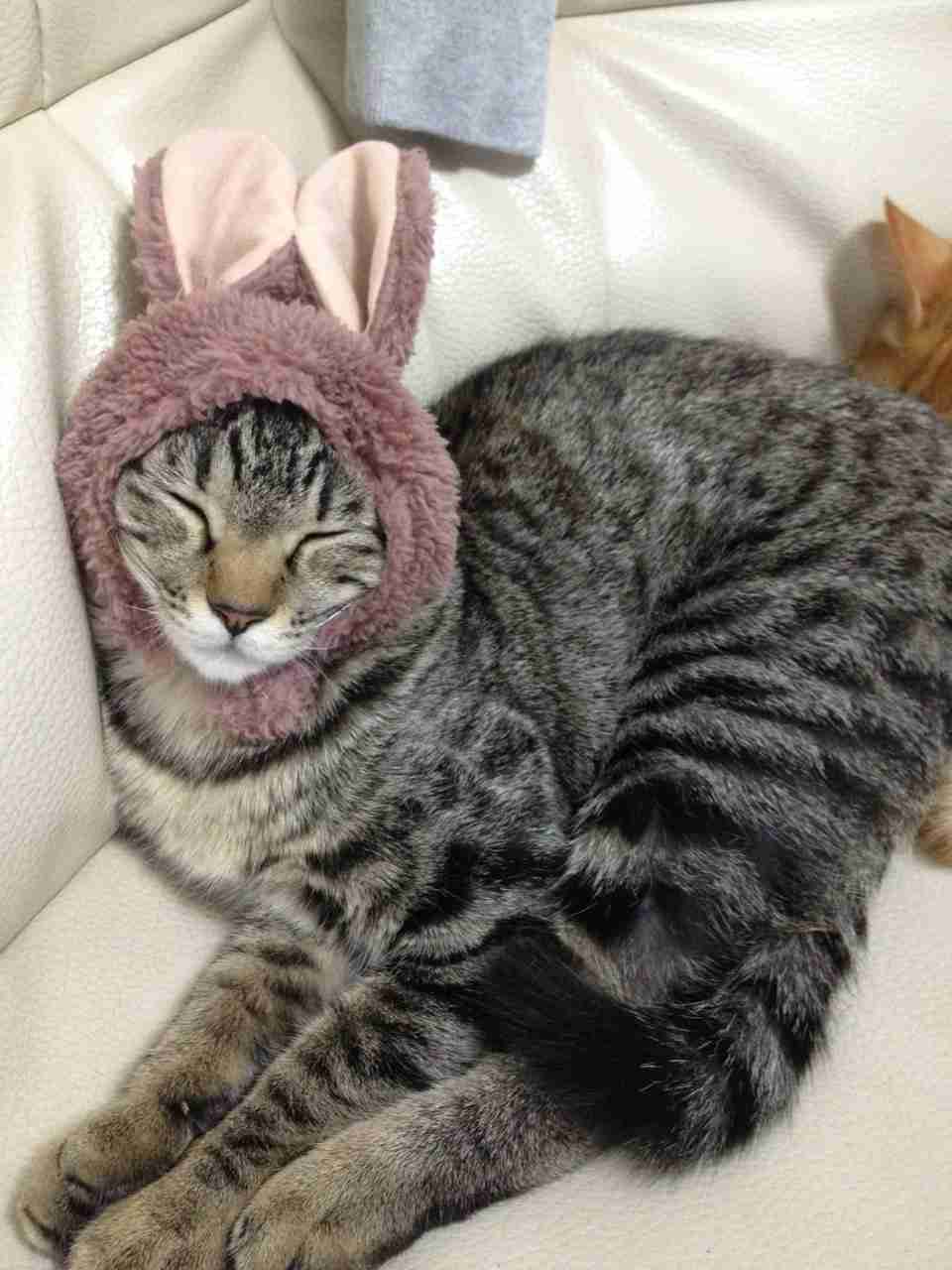 犬派？猫派？鳥派？