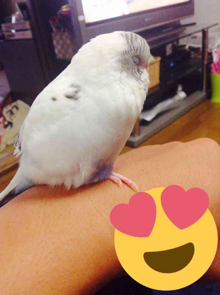 犬派？猫派？鳥派？