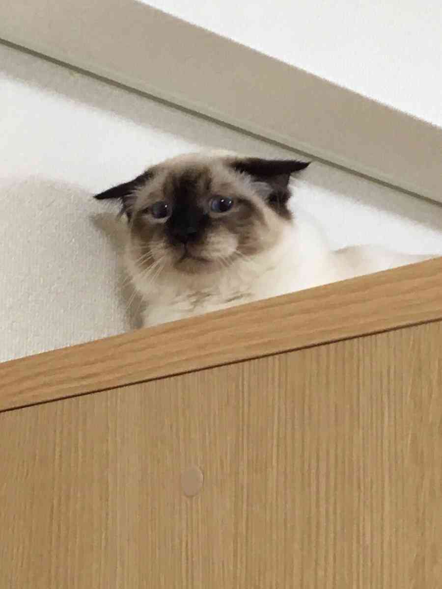 犬派？猫派？鳥派？