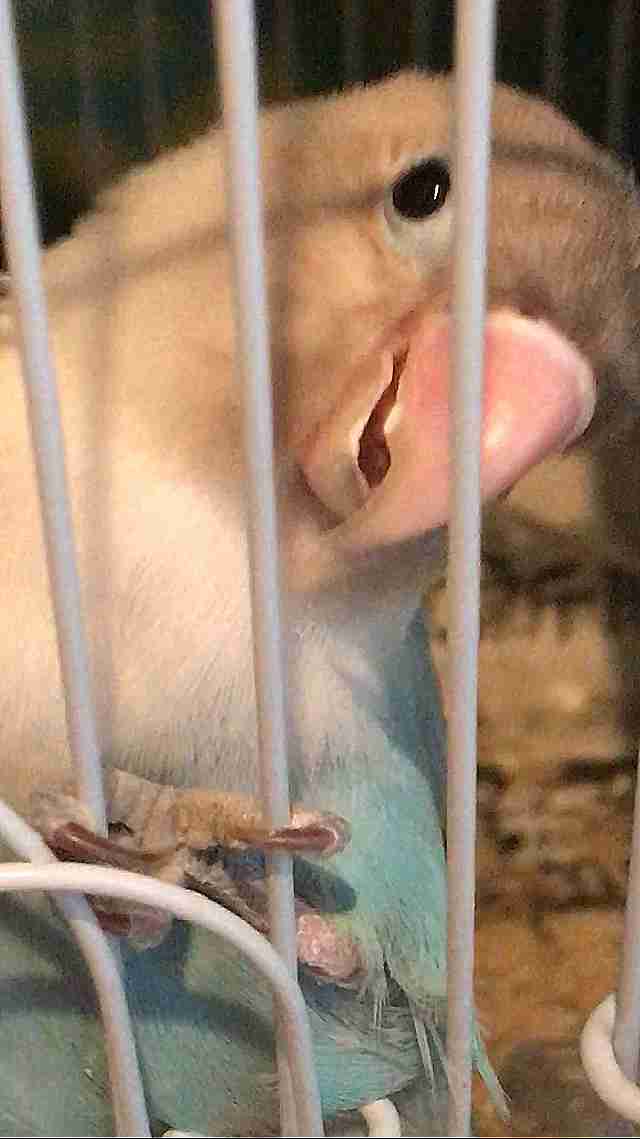 犬派？猫派？鳥派？