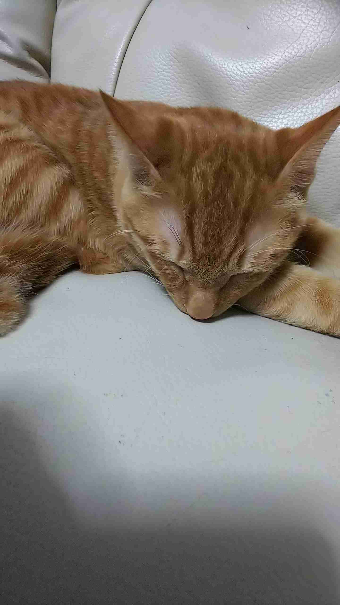 犬派？猫派？鳥派？