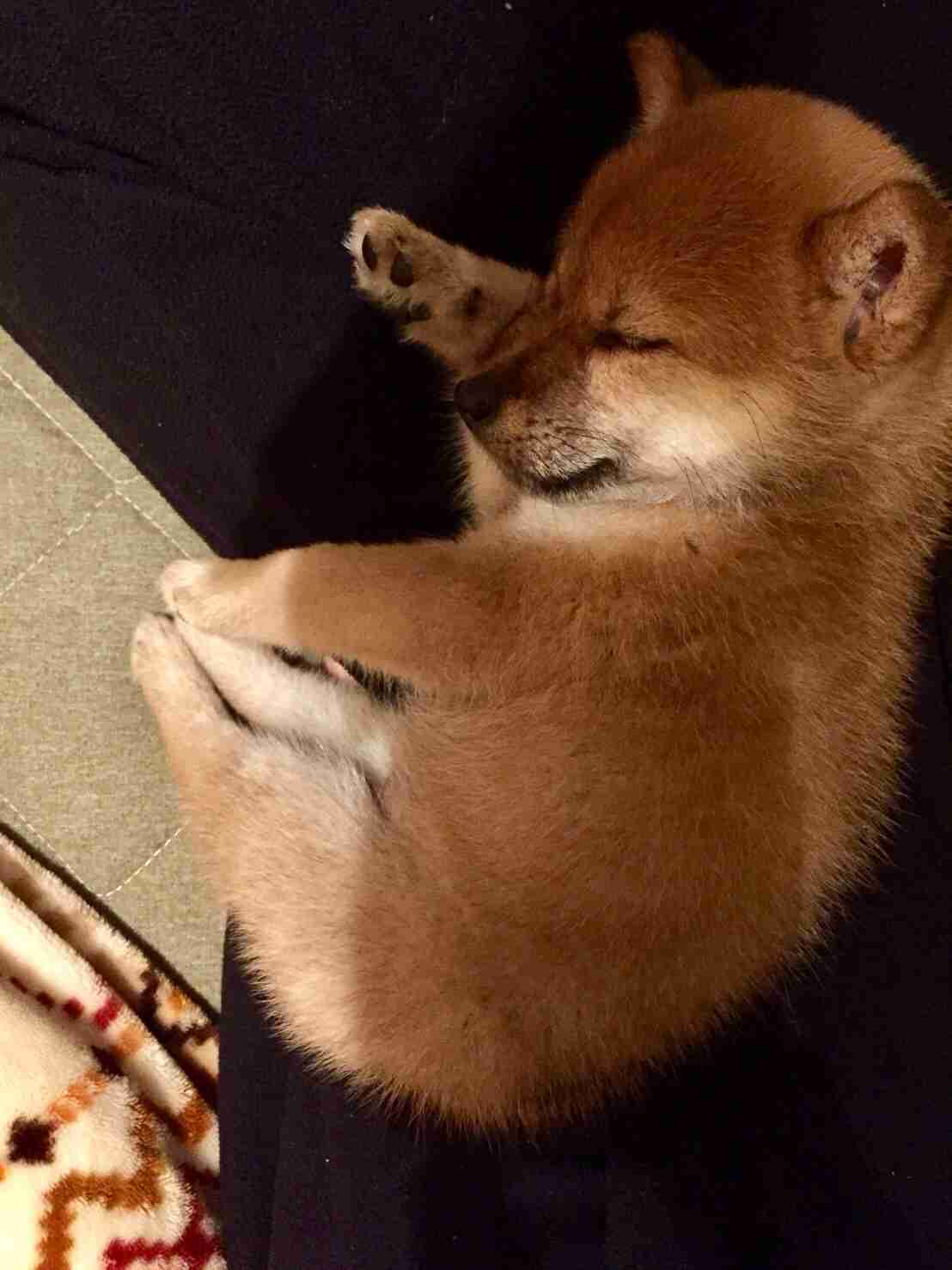 犬派？猫派？鳥派？
