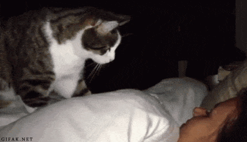 犬派？猫派？鳥派？