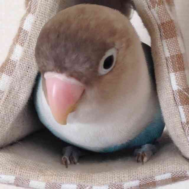 犬派？猫派？鳥派？