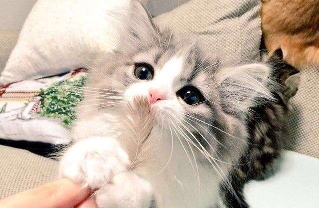 犬派？猫派？鳥派？