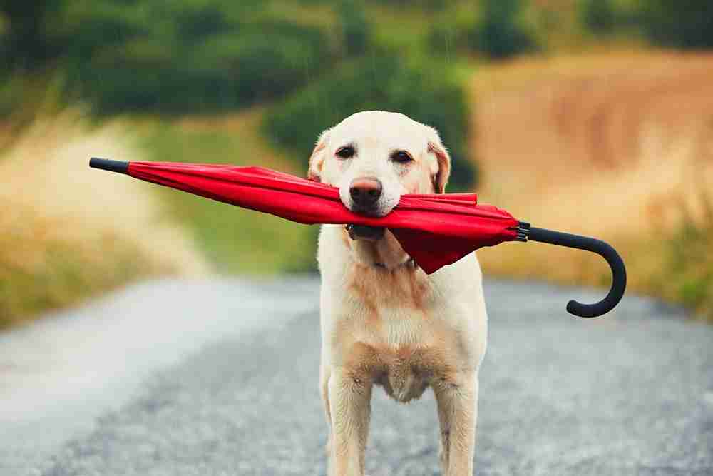犬派？猫派？鳥派？
