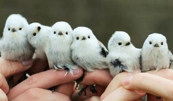 犬派？猫派？鳥派？
