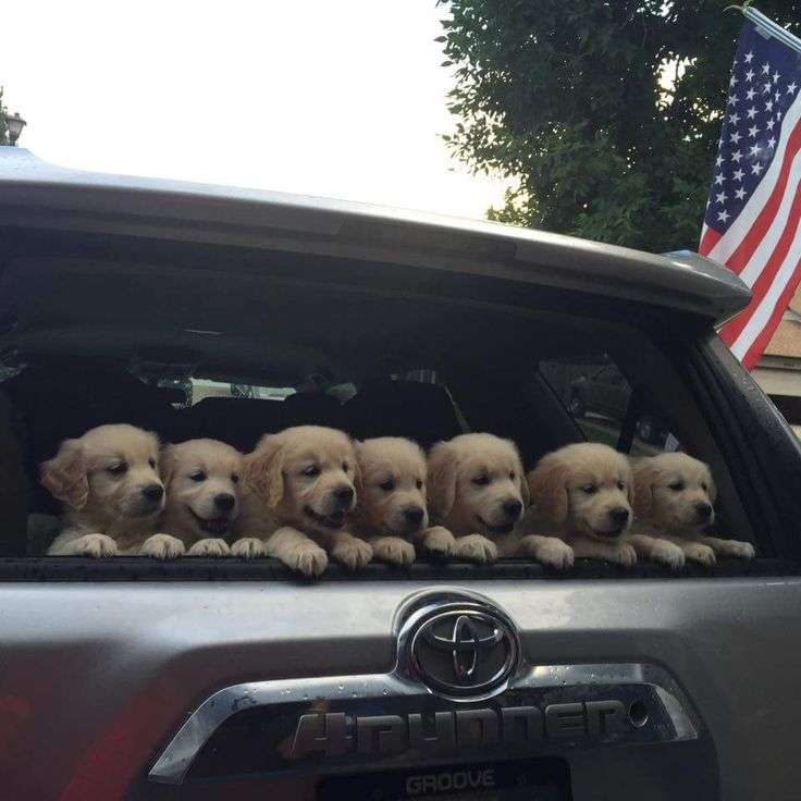 犬派？猫派？鳥派？