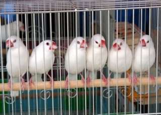 犬派？猫派？鳥派？