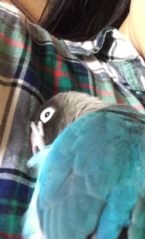 犬派？猫派？鳥派？
