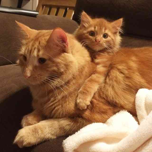 犬派？猫派？鳥派？